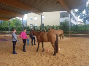 Parelli Bodenarbeit Und Reiten Pferdehof Weiler